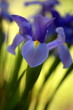flower 5