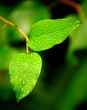 Foto: leaves 4 leaves 4