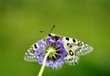 falter auf blume