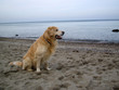hund