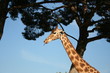 girafe