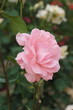 Foto: rose rose