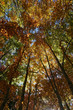 arbres en automne
