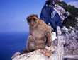 monkey at cliff in gibraltar