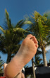 palmier le pied