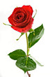 red valentine rose with dew