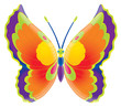 butterfly