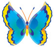 butterfly