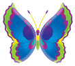 butterfly