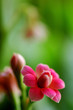 Foto: mirro flower mirro flower