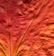 an old preserved red ivy leaf close up background.