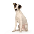 coisement fox et jack terrier