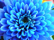 blue flower