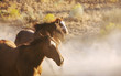 wild horses running wild horses running