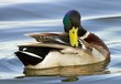mallard duck.