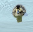 duckling