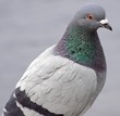 pigeon