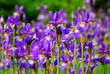 irises
