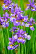 irises