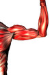 musculos de los brazos