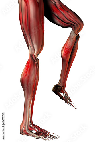 Ilustración: musculos de las piernas musculos de las piernas