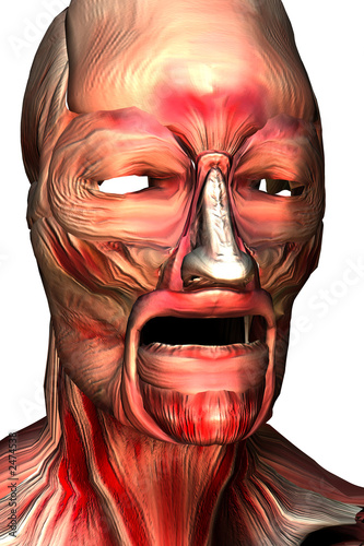 Ilustración: los musculos de la cara los musculos de la cara