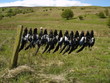 magpies