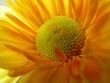 miniature sunflower