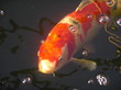 contented koi contented koi
