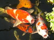 fish soup! fish soup!