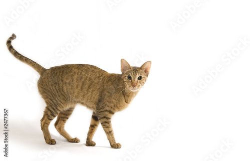 Photo: oriental cat portrait isolated on white oriental cat portrait isolated on white