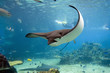 Foto: bullray bullray