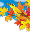 oriole