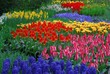 garden of tulips