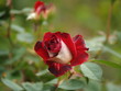 close up of a rose