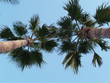 palm trees