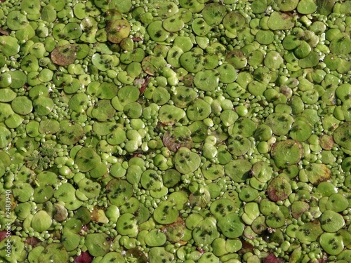 lentilles d'eau