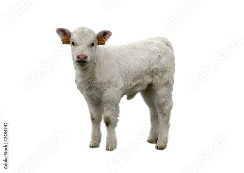 Photo: calf calf
