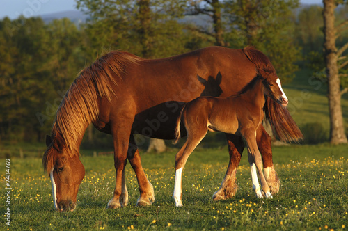 Photo: mare and his foal mare and his foal