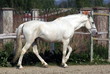 white horse white horse