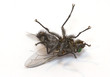 sleeping fly