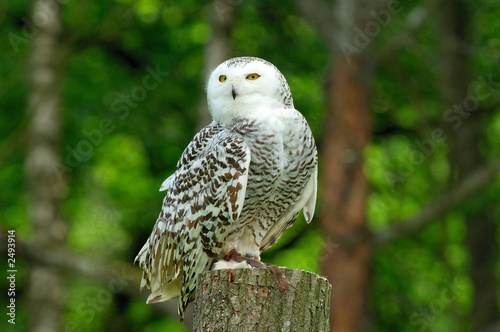 Photo: chouette harfang des neiges chouette harfang des neiges