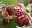 raspberry on the sun