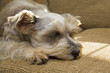 nap time