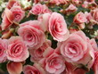 bouquet rose
