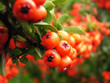 ripe red rowan berries