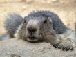 marmotte marmotte