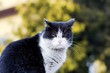the cat portrait