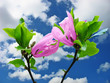 flowers and sky