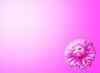pink dahlia